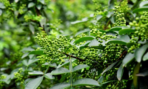 缬沙坦胶囊代理网 :分享缬沙坦分散片与胶囊哪个好-缬沙坦胶囊会引起心率加快吗知识